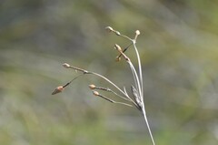 Fimbristylis castanea