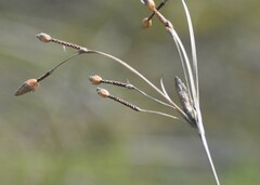 Fimbristylis castanea
