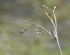 Fimbristylis castanea