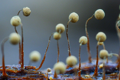 Cribraria intricata