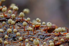 Cribraria intricata