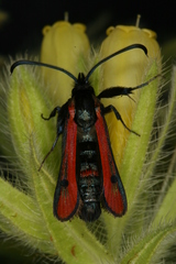 Chamaesphecia anthraciformis