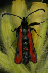 Chamaesphecia anthraciformis