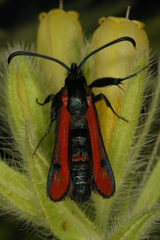 Chamaesphecia anthraciformis