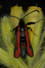 Chamaesphecia anthraciformis