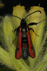 Chamaesphecia anthraciformis