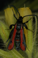 Chamaesphecia anthraciformis