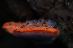 Tyromyces incarnatus