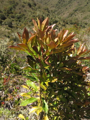 Gaiadendron punctatum