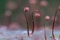 Cribraria cancellata