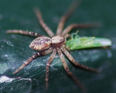 Philodromus
