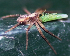 Philodromus