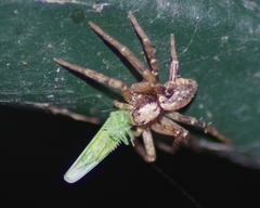 Philodromus