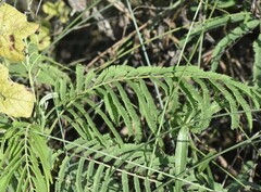 Leucaena pulverulenta