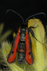 Chamaesphecia anthraciformis