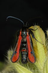 Chamaesphecia anthraciformis