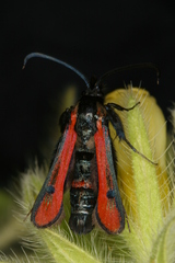 Chamaesphecia anthraciformis