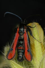 Chamaesphecia anthraciformis