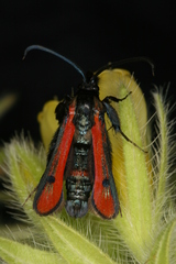 Chamaesphecia anthraciformis