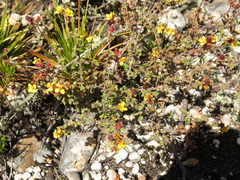 Chaetolepis microphylla