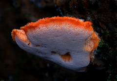 Tyromyces incarnatus