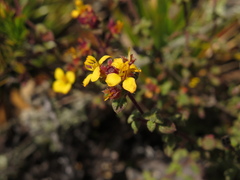 Chaetolepis microphylla