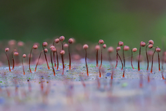 Cribraria cancellata