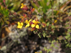 Chaetolepis microphylla