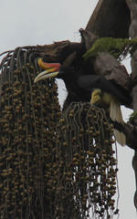 Buceros rhinoceros