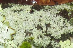 Parmeliopsis ambigua