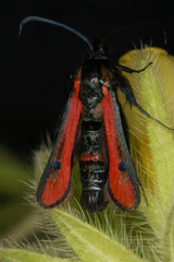 Chamaesphecia anthraciformis