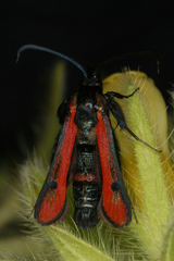 Chamaesphecia anthraciformis