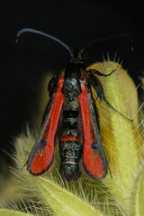 Chamaesphecia anthraciformis