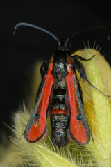 Chamaesphecia anthraciformis