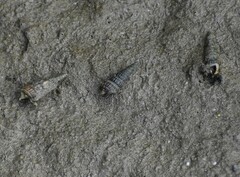 Cerithideopsis scalariformis