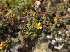 Chaetolepis microphylla