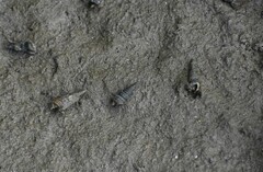 Cerithideopsis scalariformis