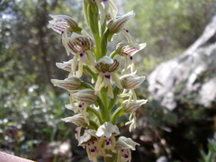 Orchis galilaea