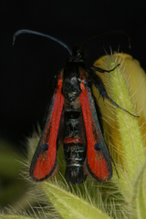 Chamaesphecia anthraciformis