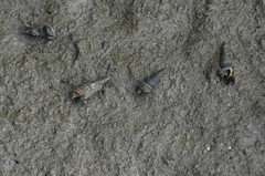 Cerithideopsis scalariformis