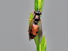 Pyrophaena granditarsis