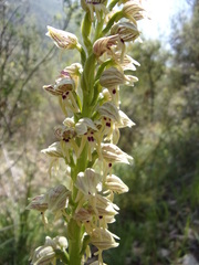 Orchis galilaea