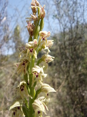 Orchis galilaea