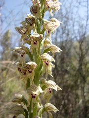 Orchis galilaea