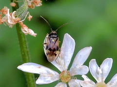 Orthops basalis
