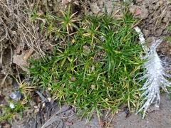 Sagina procumbens
