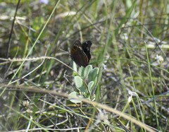 Junonia stemosa