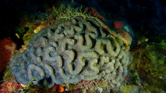 Mycetophyllia