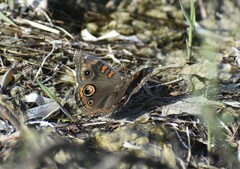 Junonia stemosa