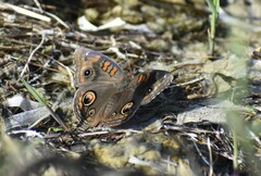 Junonia stemosa